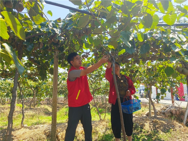 浙江永嘉:“香溢”志愿红绘就乡村振兴新图景